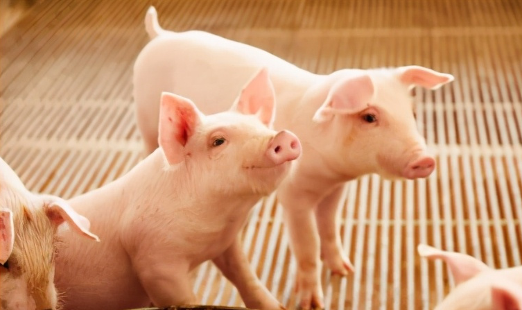 2022年09月29日全国各省市15公斤仔猪价格行情报价，今日15公斤仔猪均价下跌0.31元/公斤，仔猪价格何时能迎来上涨趋势？