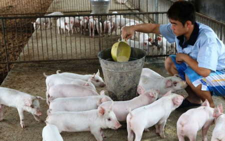 多年养猪人总结的19条养猪经验，条条实用！
