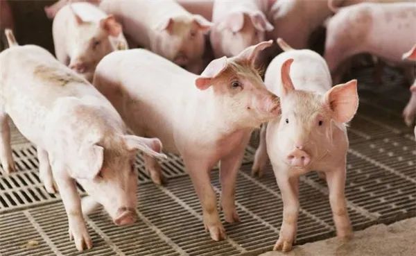 为啥大栏配种受胎率低？以下这五大关键点对养猪人至关重要！