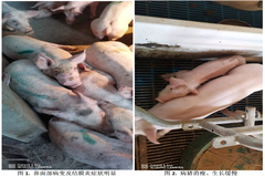 常见猪病防治：一例猪圆环病毒病与支原体混合感染病例的诊治与思考