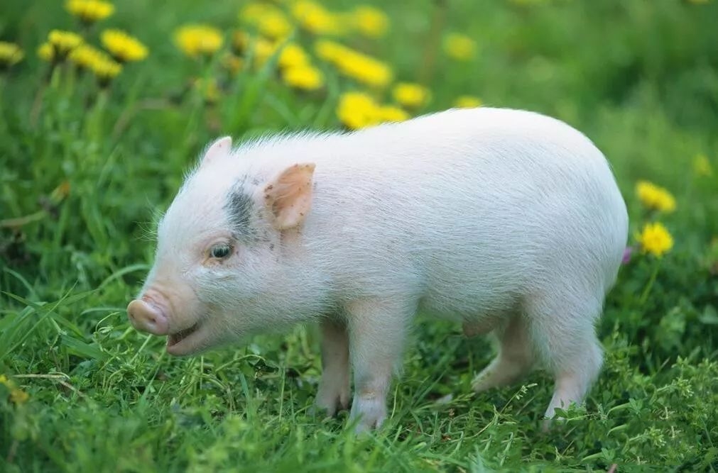 2022年10月01日全国各省市10公斤仔猪价格行情报价，养猪盈利水平近千元，为何养殖端不积极补栏仔猪？