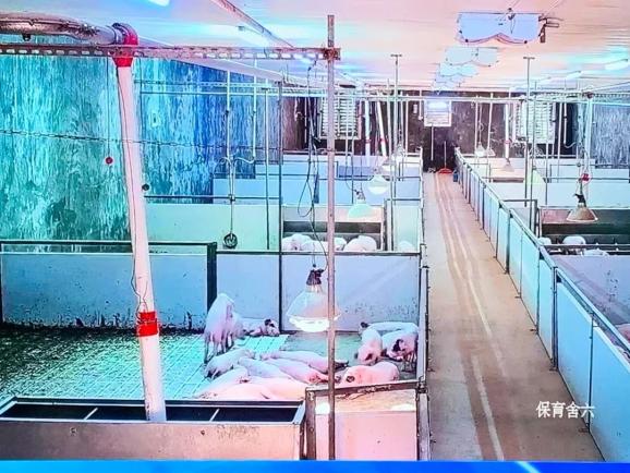 实时监控画面中可以看到重庆琪泰佳牧畜禽养殖有限公司保育舍里的荣昌猪