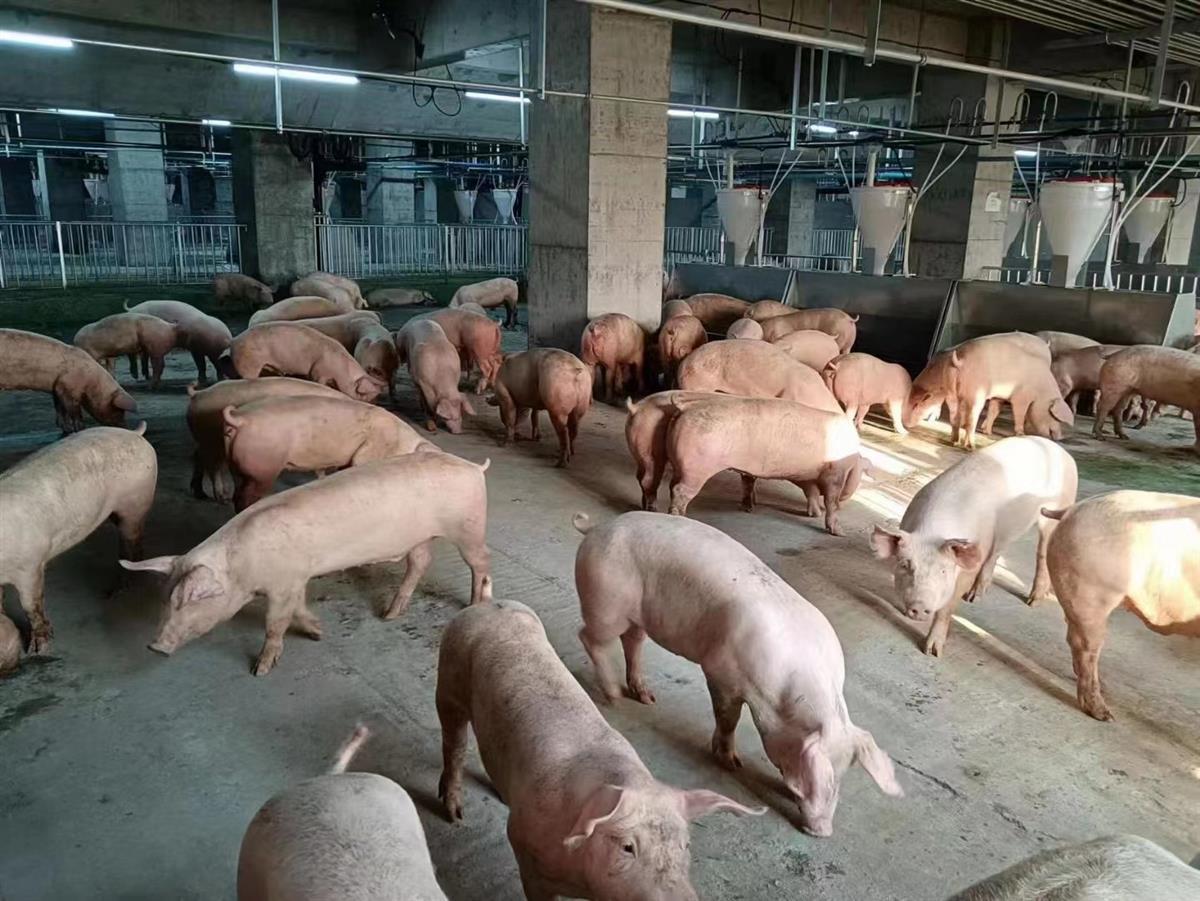 第一批入住养猪大楼的生猪和它们的生活区域