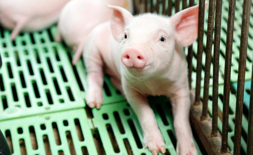 2022年10月02日全国各省市20公斤仔猪价格行情报价，市场普遍看好四季度猪价，但养殖端却不积极补栏仔猪是为何？