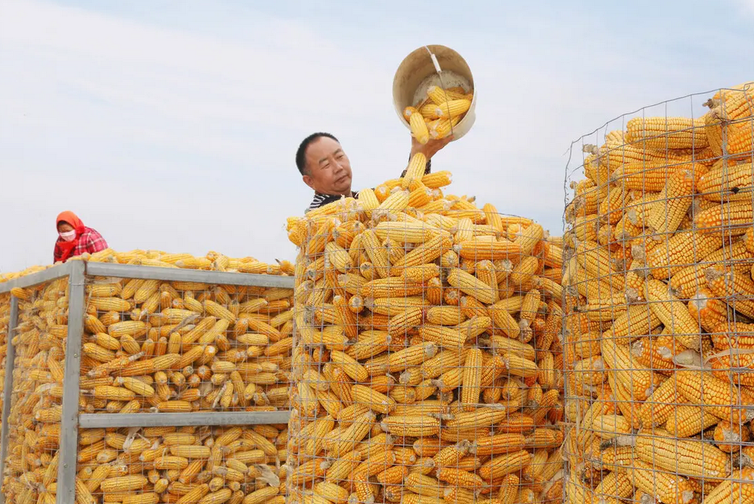 俄罗斯强势出手 全球粮食危机升级 国内豆粕