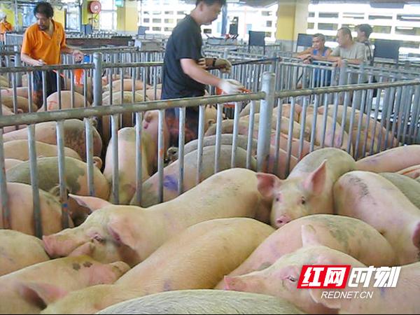 新五丰衡阳优质湘猪凭什么夺冠香港拍卖场？