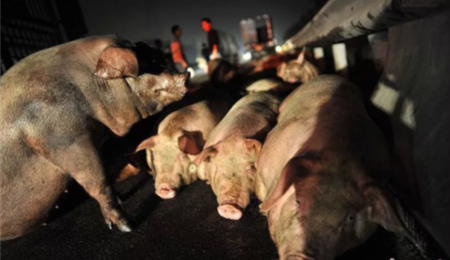 韩国养猪场出现非洲猪瘟疫情，3000多头生猪陆续被扑杀！