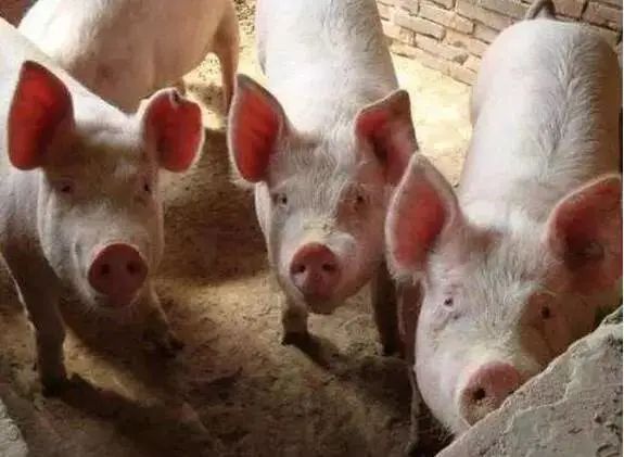 2022年10月05日全国各省市外三元生猪价格，整体呈现上升态势，涨势能维持到节后吗？
