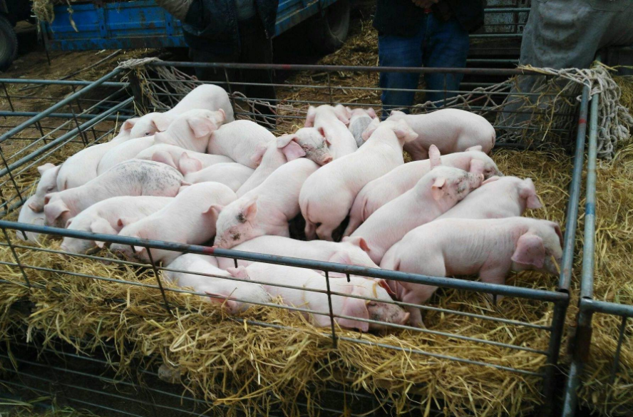 2022年10月05日全国各省市20公斤仔猪价格行情报价，整体价格较为稳定，养殖户们要补栏吗？