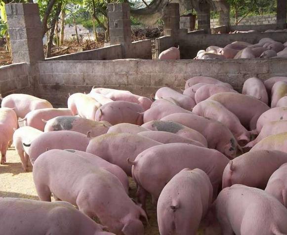 山东中小养殖户5年锐减近80万，中小猪场出栏量占比达到37%，家庭农场或将成为发展方向