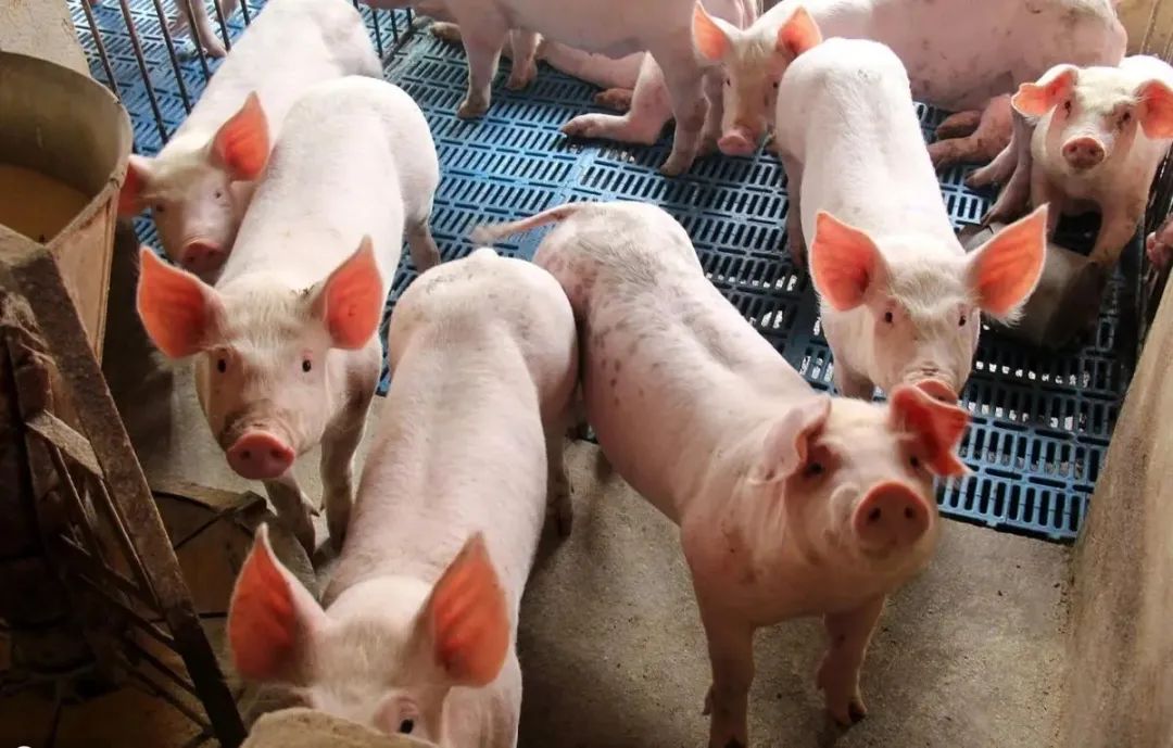 当前猪价持续上涨，为何养殖户却愿意补栏？