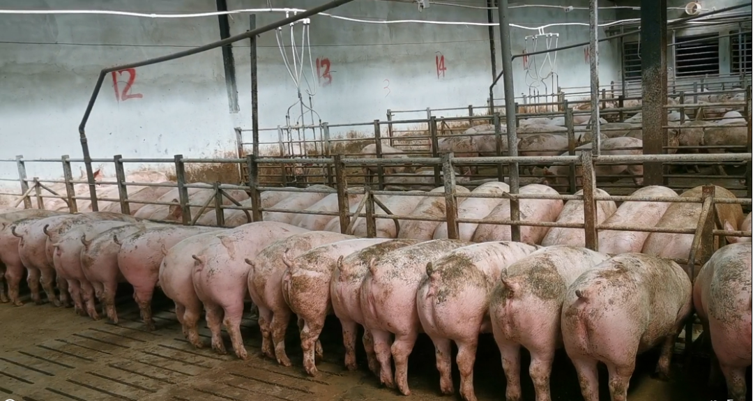  液态饲喂必须保证所有猪能够同时并排进食。