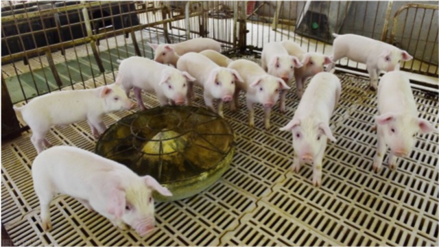 无锡生猪存栏8.2万头，同比增加13.9%！27家规模猪场挑起保供大梁