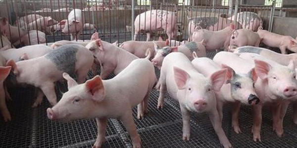 猪价一路上涨，每头猪养殖利润超千元！但有两大现象值得警惕！