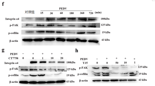 整合素α4β7参与CD3+T细胞将携带PDEV从肠到乳腺的迁移