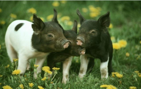2022年10月10日全国各省市15公斤仔猪价格行情报价，猪价涨不停，仔猪价格不为所动，仔猪均价今日跌至44.49元/公斤