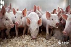 “乳源免疫力的引领者”--天福清特约专栏！防控仔猪腹泻的秘密都在这里