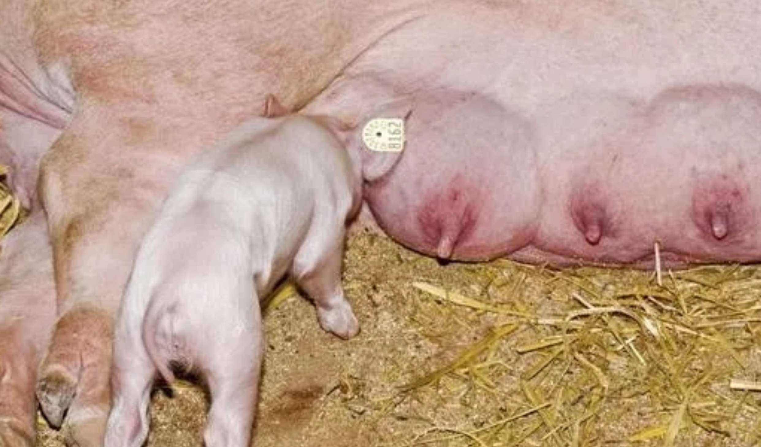 母猪乳腺炎有硬块怎么消除？母猪乳房肿块消除小妙招，养猪人一定要收藏起来！