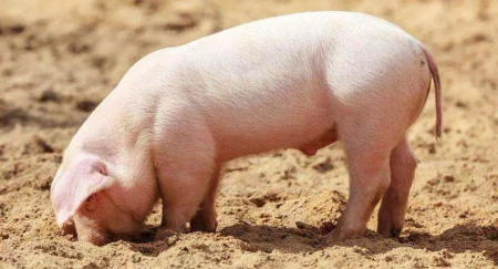 2022年10月11日全国各省市10公斤仔猪价格行情报价，养猪利润普遍超1000元，养殖户为何不积极补栏仔猪？