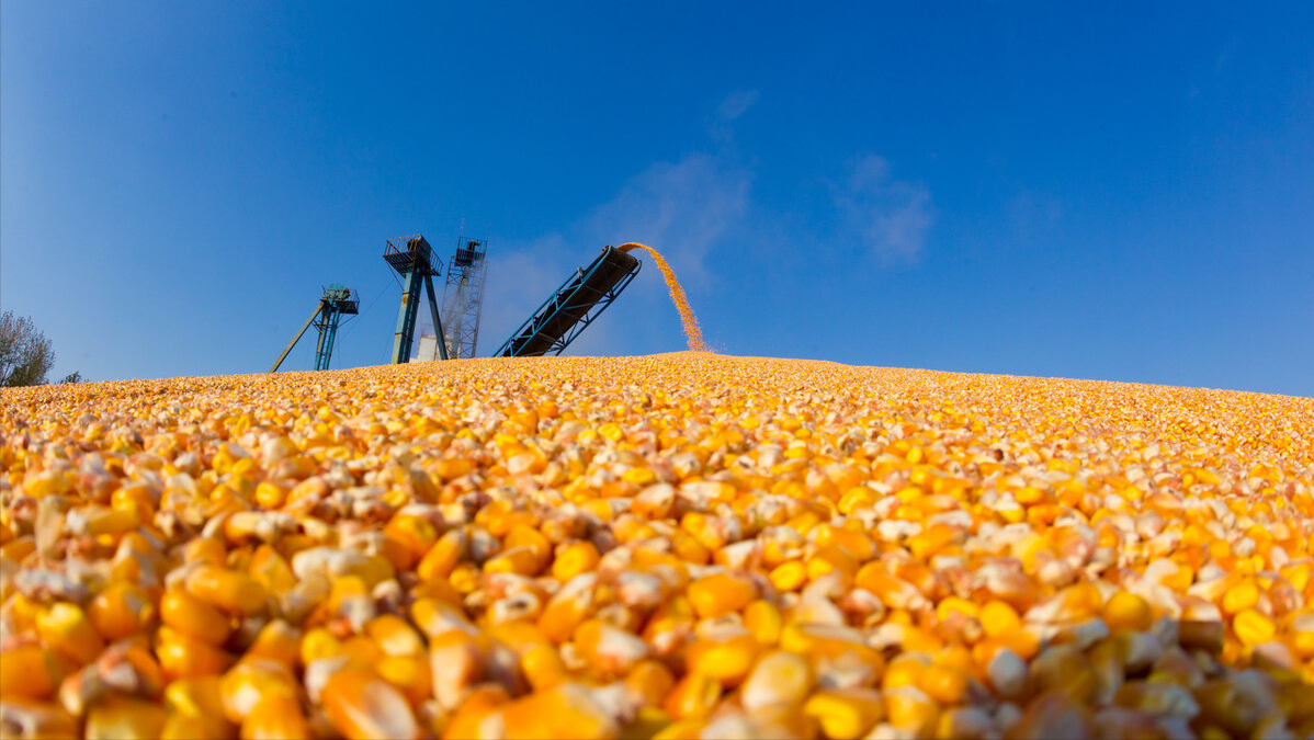 2022年10月12日全国各省市玉米价格行情，南方多地降价！广西一夜跌175元/吨，玉米要持续下跌了？