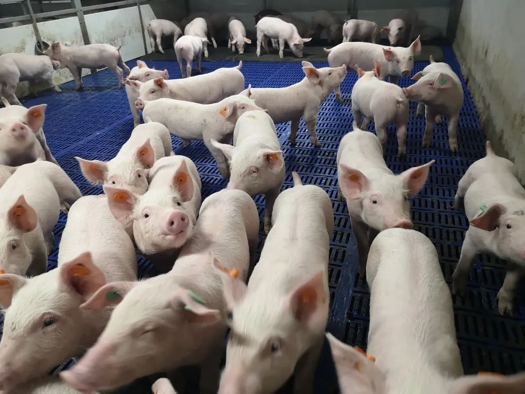 9月部分企业二次育肥占出栏20%，能繁母猪存栏增加，对猪价有何影响？