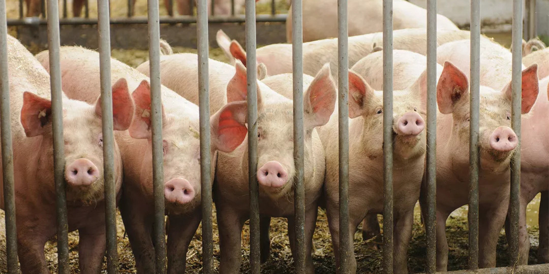 为什么越来越多的养猪场选用液态料饲喂系统，它有哪些优势？