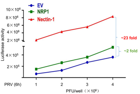 NRP1促进PRV进入