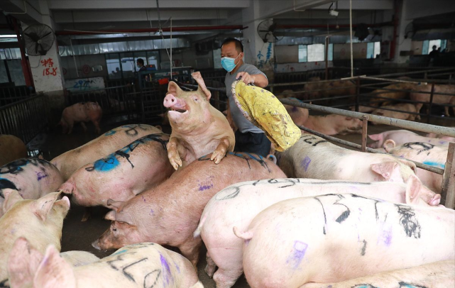 市场猪价涨势“超燃”，生猪价格迎来“15连涨”，猪价涨势进一步加剧！