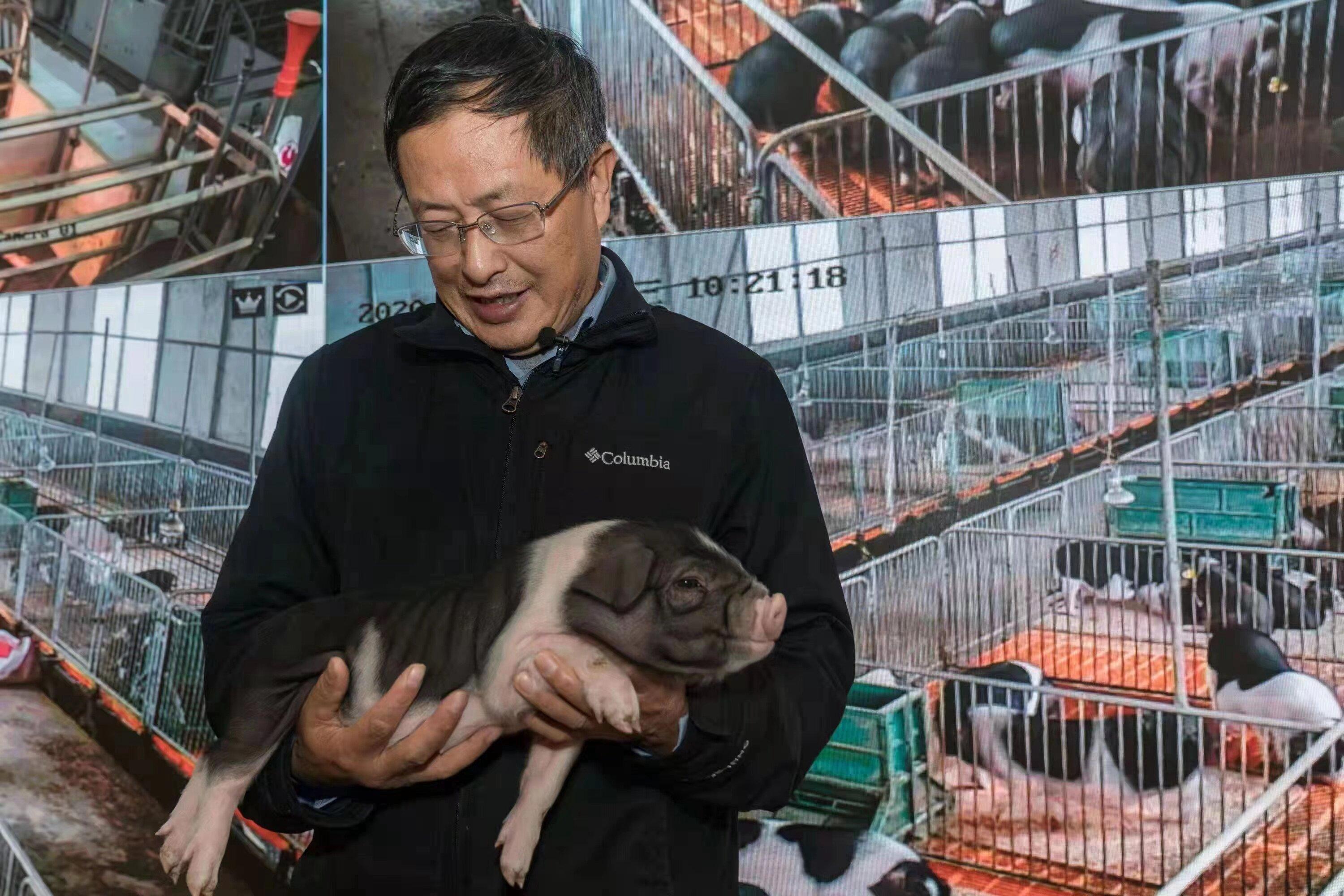 印遇龙：规模化养猪场可以养外来良种猪，家庭以养地方猪为宜