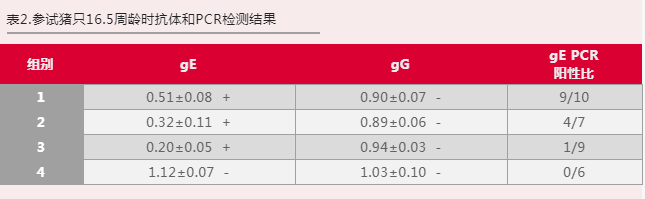 参试猪只16.5周龄时抗体和PCR检测结果