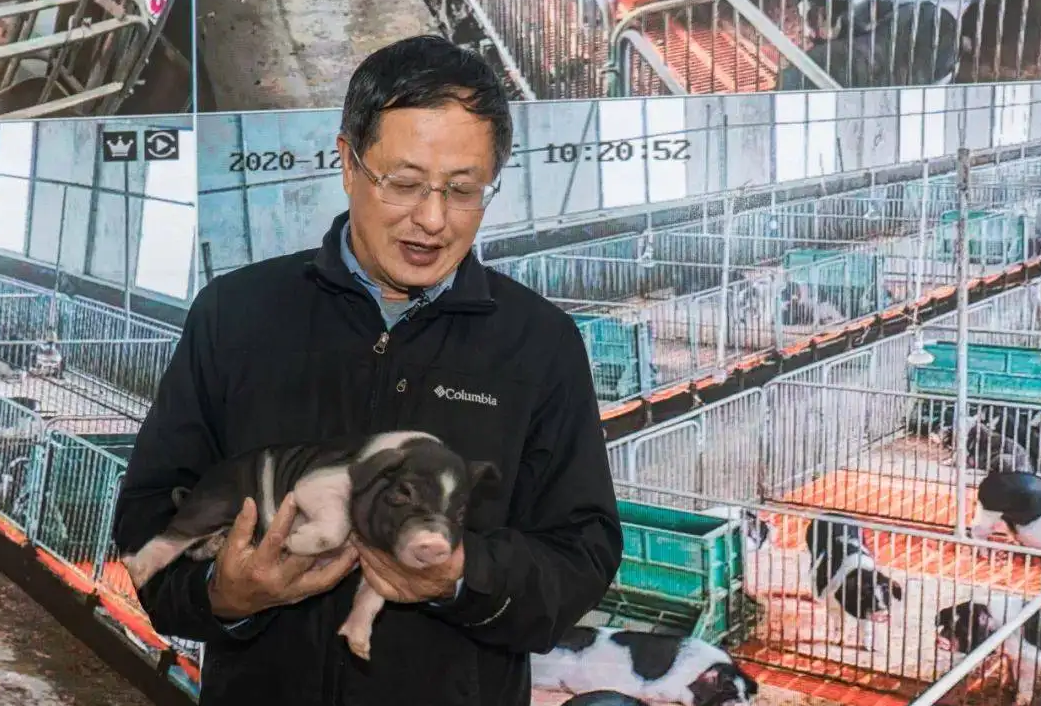 “中药养猪”兴起？吃中药猪肉卖250元/斤！中兽药正改变养猪业
