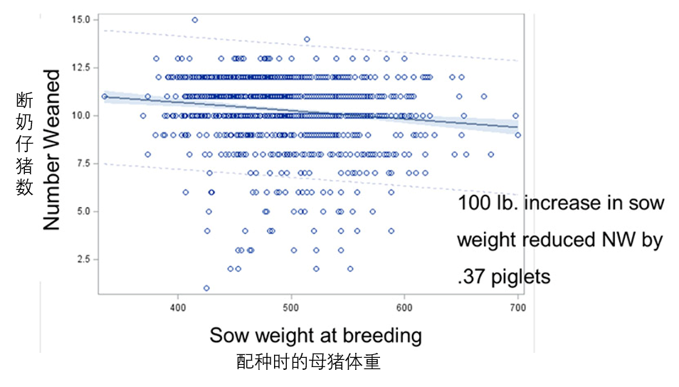 母猪体重每增加100磅，断奶仔猪数量减少0.37头