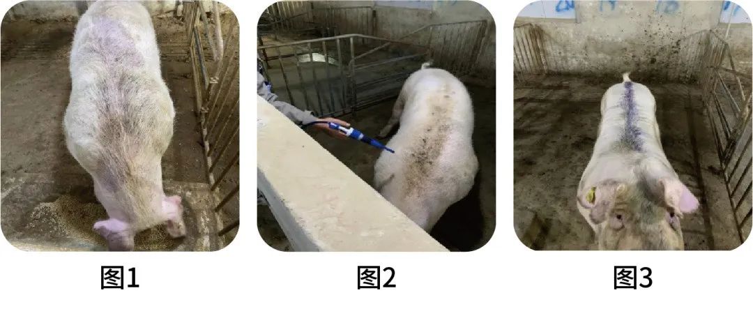 用药前部分猪只情况
