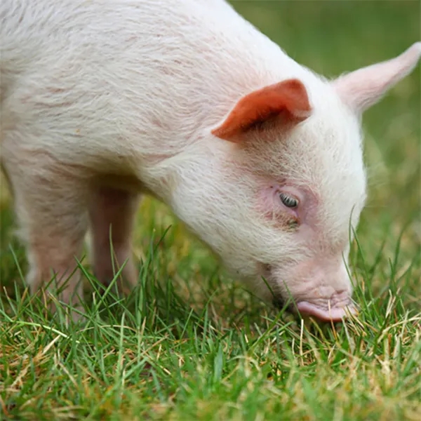 小猪粪摇身一变成为“绿富肥”！养猪场增收花样多，一年狂赚3个亿（下）