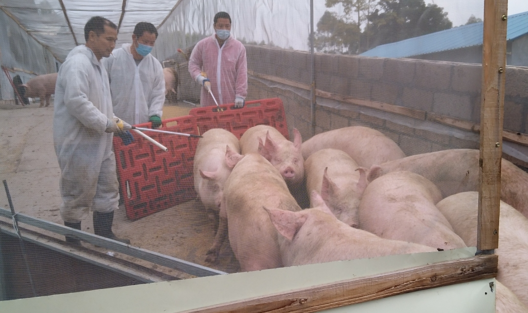 肥猪出栏
