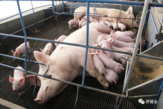 每头母猪平均每年断奶31头仔猪