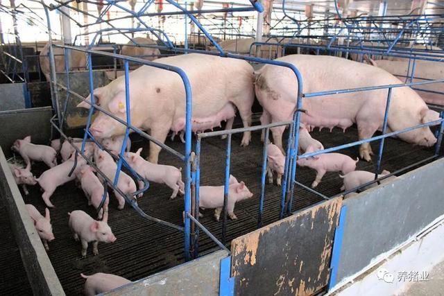 双重疫情影响下，猪场建设最容易犯的3个误区如何避免？