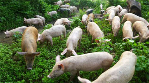 小猪粪摇身一变成为“绿富肥”！养猪场增收花样多，一年狂赚3个亿（上）