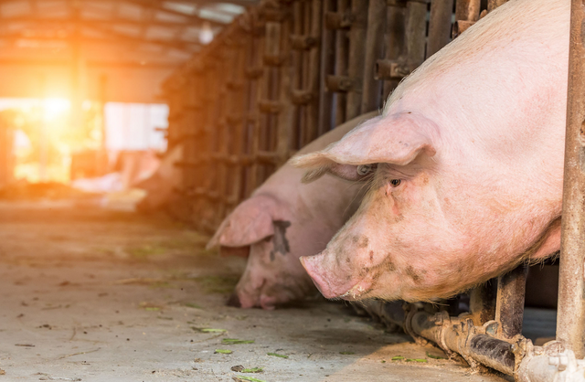 惊人！饲料高涨500元/吨，但这家公司养猪成本仅6.5元/斤！
