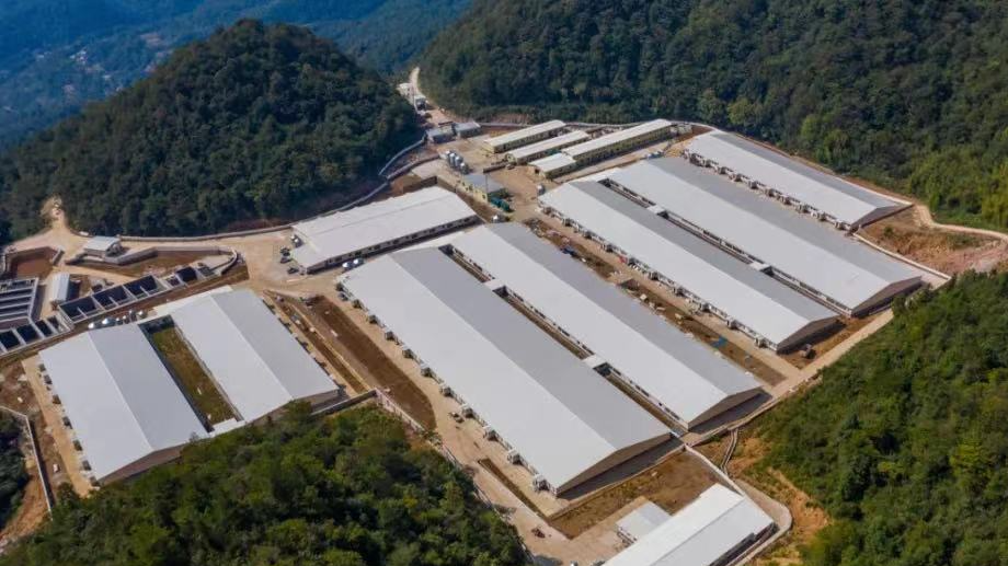 湘佳股份完成生猪全产业链布局，明年计划出栏20万头商品猪！