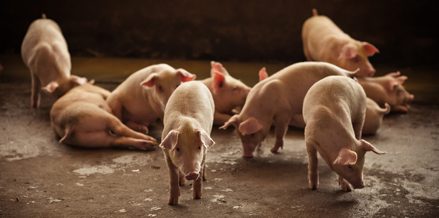 猪价高涨，猪场老板却不敢补栏！600头母猪老板道出4年养猪辛酸史！