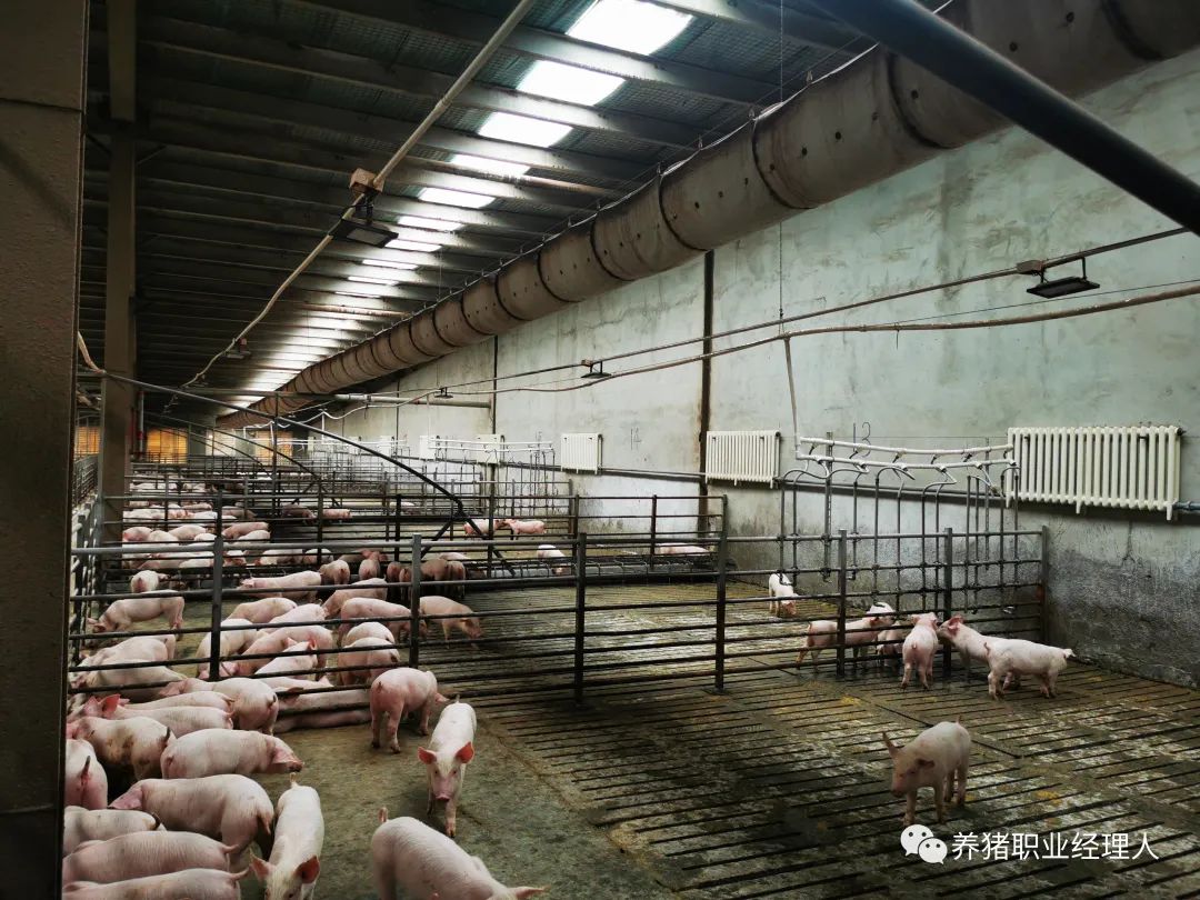 【养猪小课堂】一问一答今日问题：冬季给猪舍通风选在什么时候合适？_环境控制_中国保健养猪网
