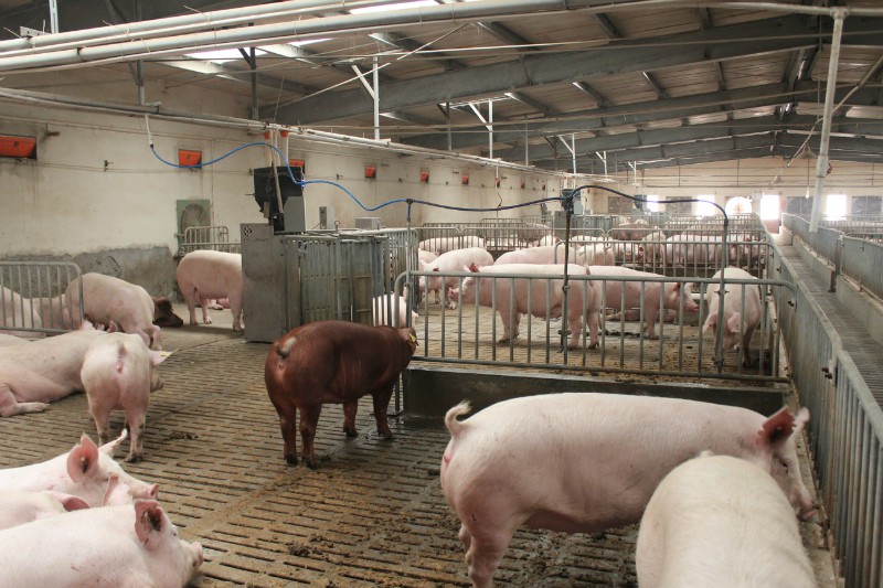 2022年10月16日全国各省市种猪价格报价表，猪价下跌现象明显，接下来还要跌？母猪价格会跌吗？