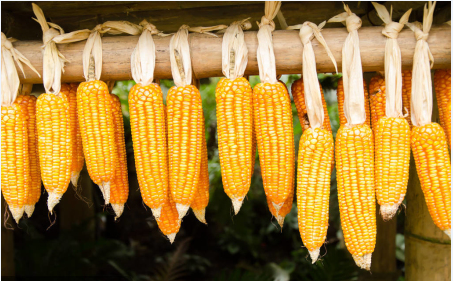 2022年10月16日全国各省市玉米价格行情，下跌地区继续增加，玉米价格要开启跌势了吗？