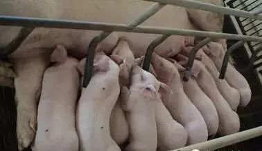 史上最全的母猪饲养方案，非常实用全面！