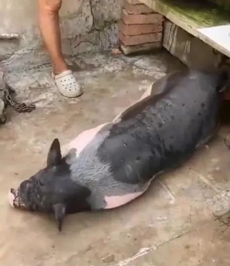 小香猪