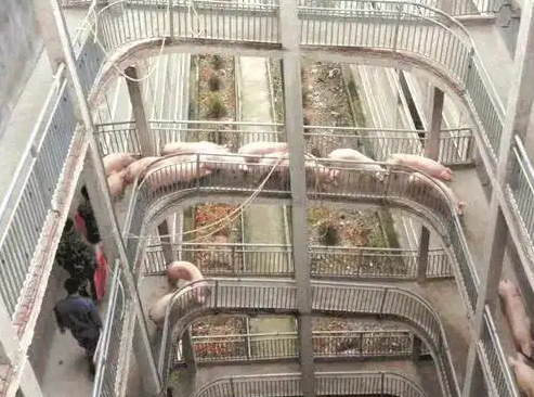 楼房养猪
