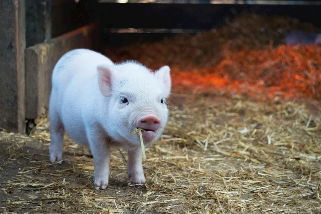 母猪产仔数很多，但仔猪成活率不高，怎么办？