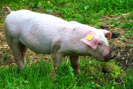 2022年10月17日全国各省市内三元生猪价格，行情大幅下挫，今日猪价“一片绿”，猪价要开启跌势了吗？