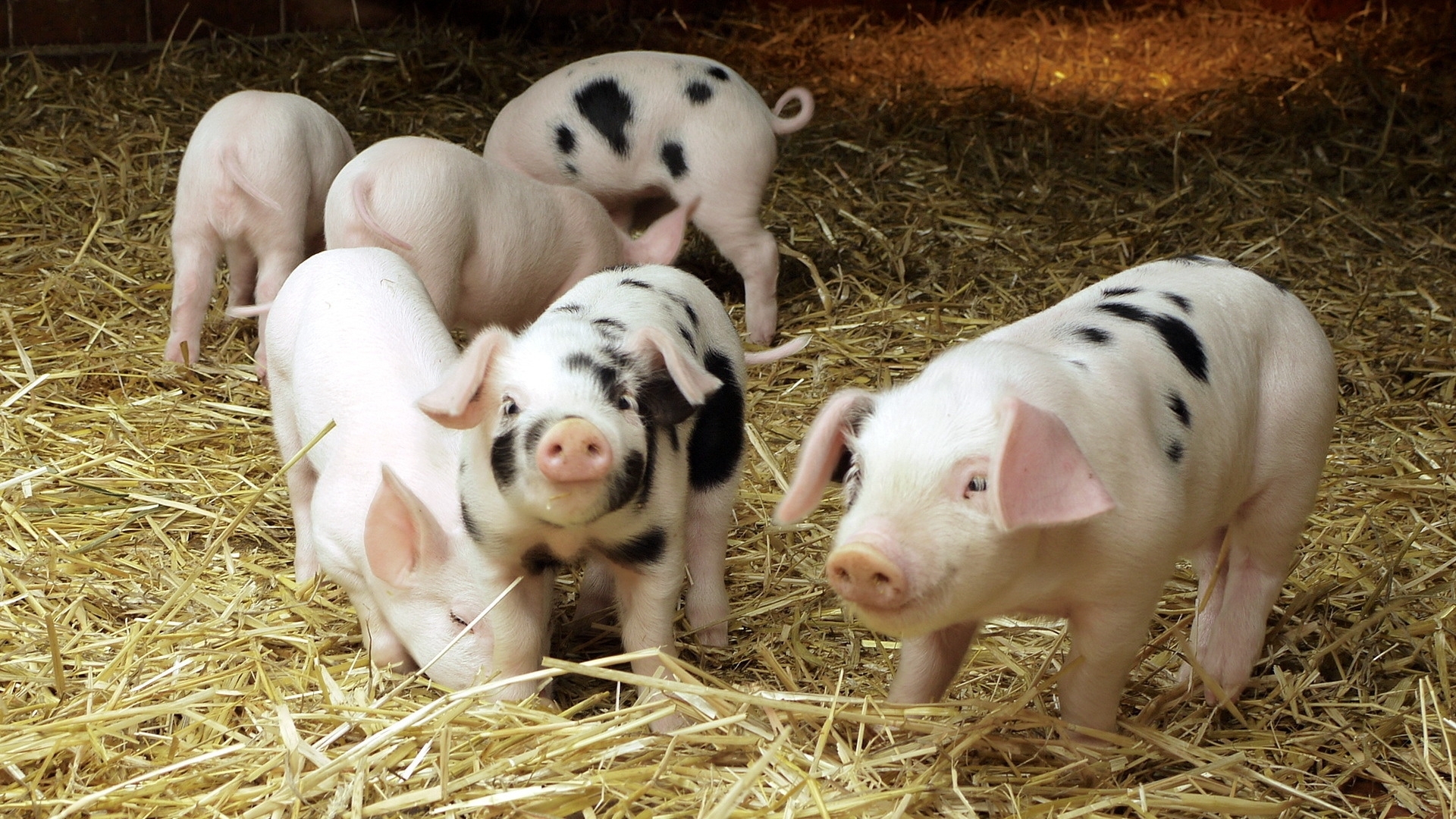 仔猪的成绩关系到猪场效益，如何向管理要效益？